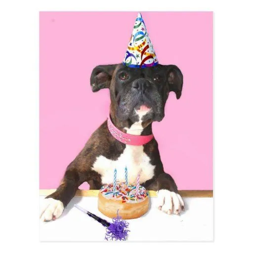 Postal del perro del boxeador del feliz cumpleaños | Zazzle