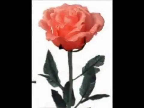 Postales de flores animadas - YouTube