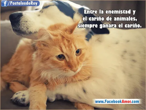 Imagenes con frases de animales - Imágenes Bonitas para Facebook ...