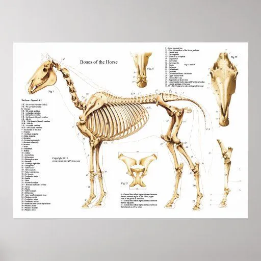 Poster del esqueleto de la anatomía del caballo | Zazzle Poster del esqueleto de la anatomía del caballo | Zazzle