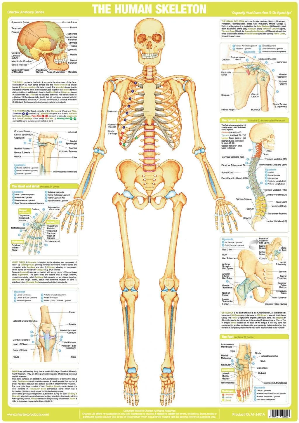 Póster de esqueleto gráfico de anatomía del cuerpo humano - Etsy México