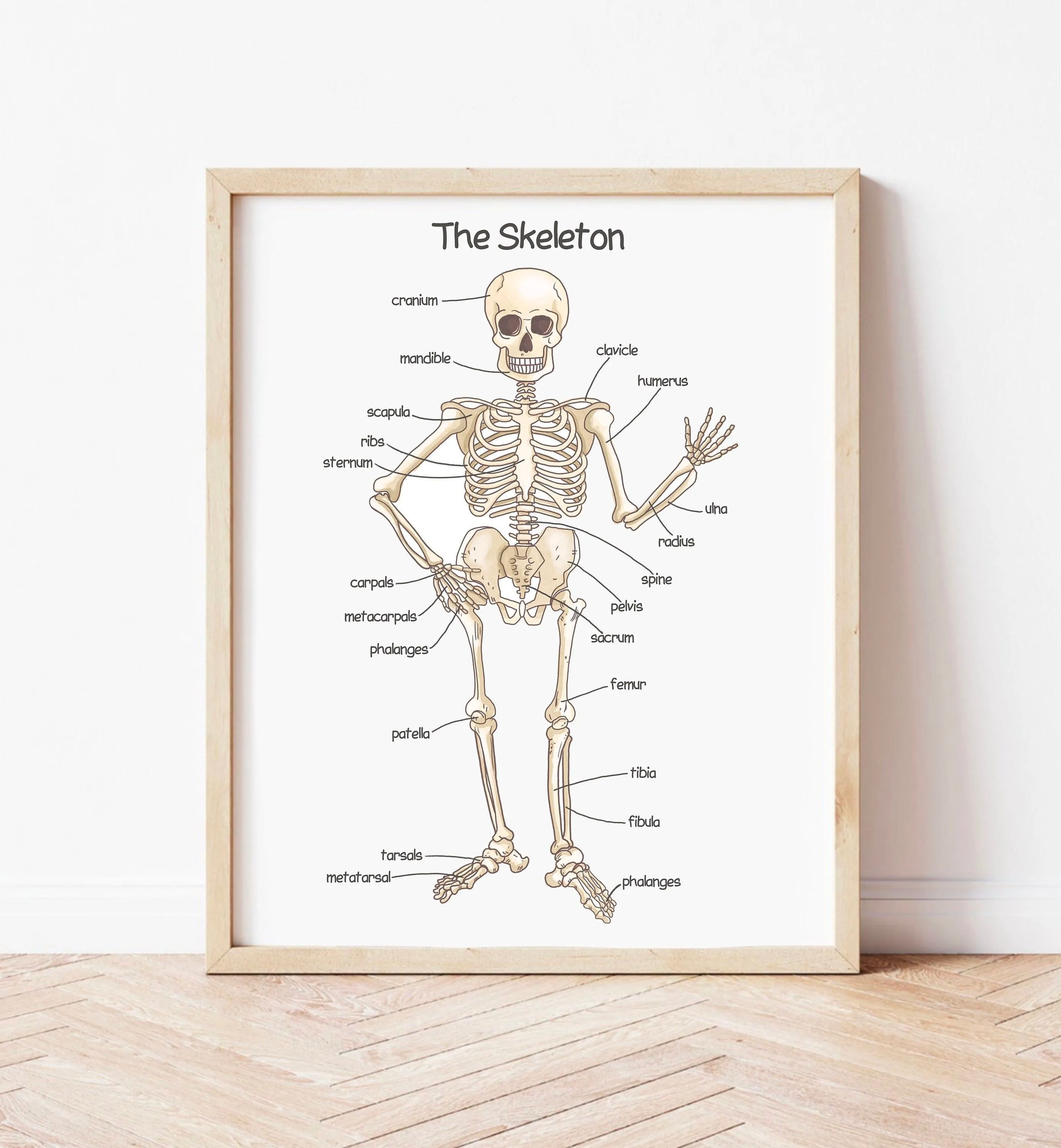 Póster de esqueleto humano para niños impresiones - Etsy España