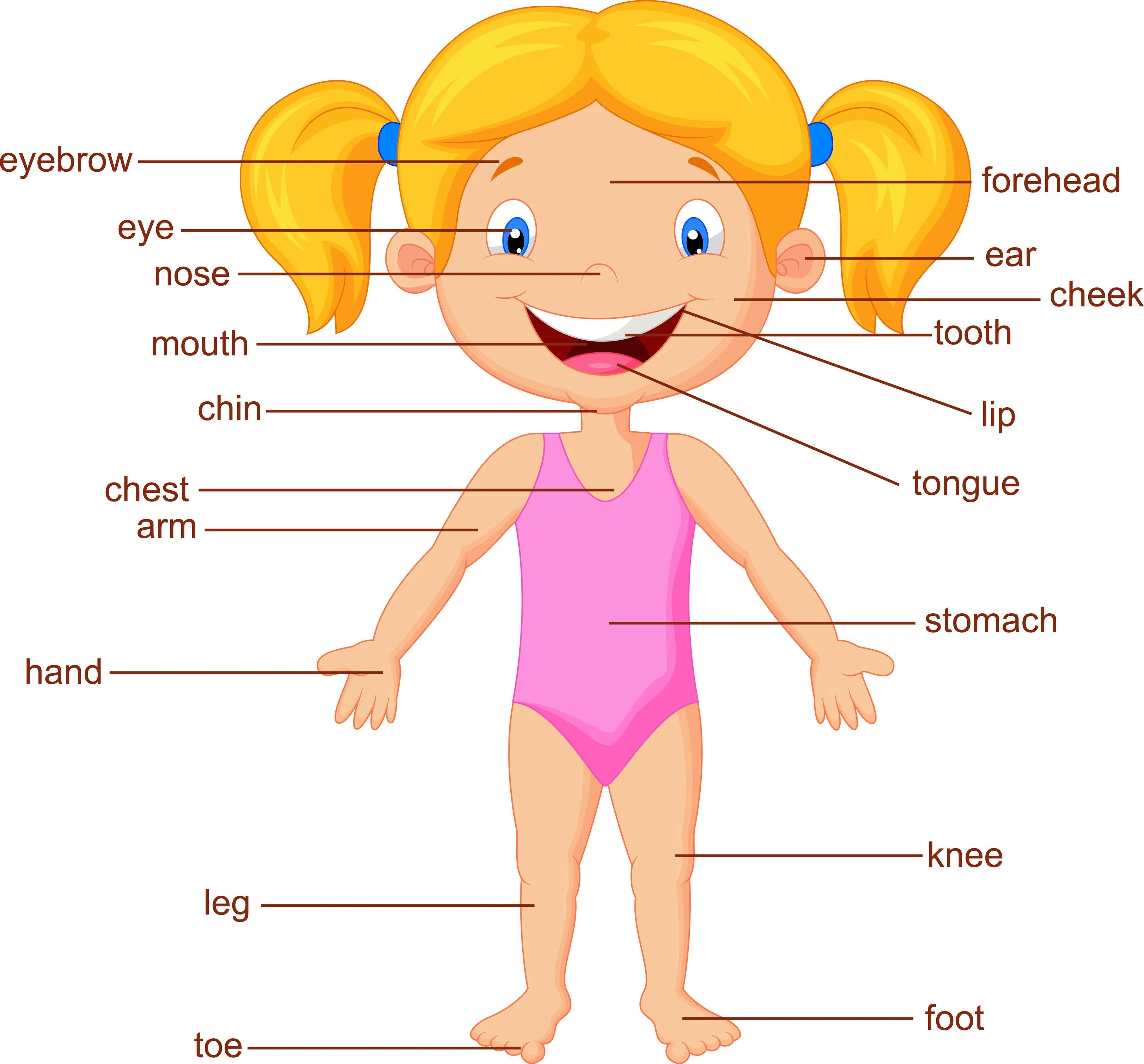 Poster para niños y niñas con las partes del cuerpo en inglés ...