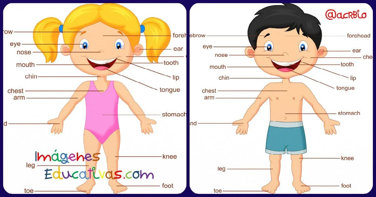 Poster para niños y niñas con las partes del cuerpo en inglés ...