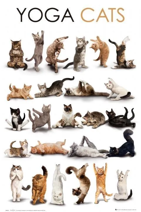 Posters de animales, perros, gatos, caballos