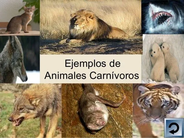 powerpoint-animales-carnvoros- ...