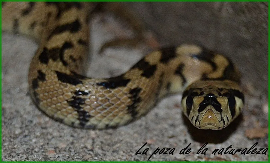 La poza de la naturaleza: La culebra de escalera. La poza de la naturaleza: La culebra de escalera.