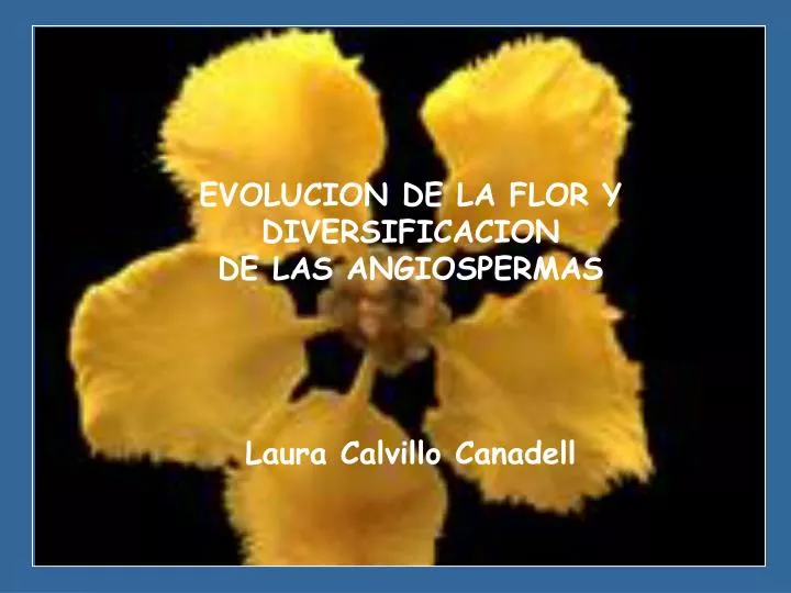 PPT - EVOLUCION DE LA FLOR Y DIVERSIFICACION DE LAS ANGIOSPERMAS ...
