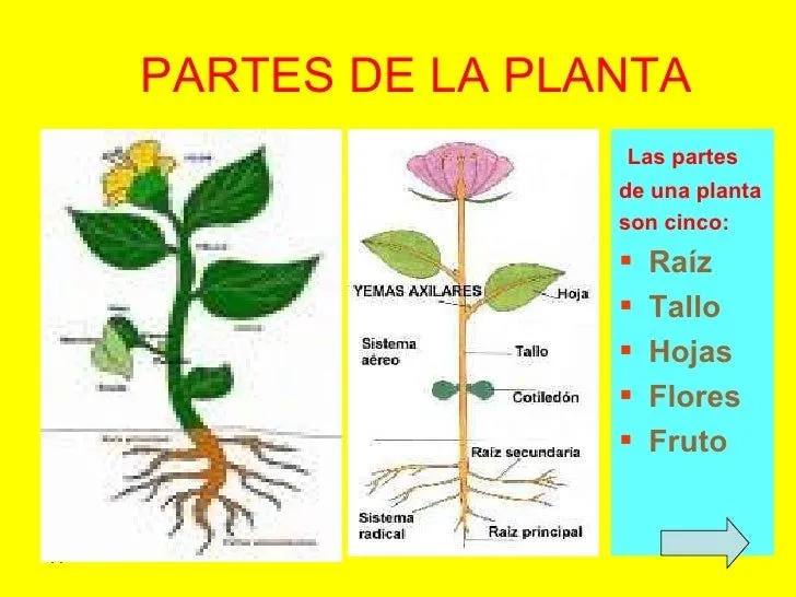 ppt-las-plantas-4-728.jpg?cb= ...