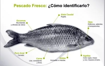 Precauciones a tener en cuenta con el pescado crudo | Cocina ...