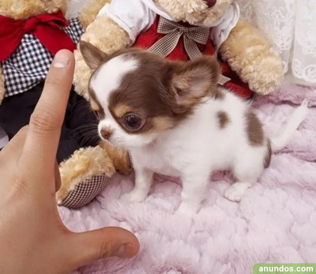 Precioso cachorro de mini toy chihuahua - Ourense