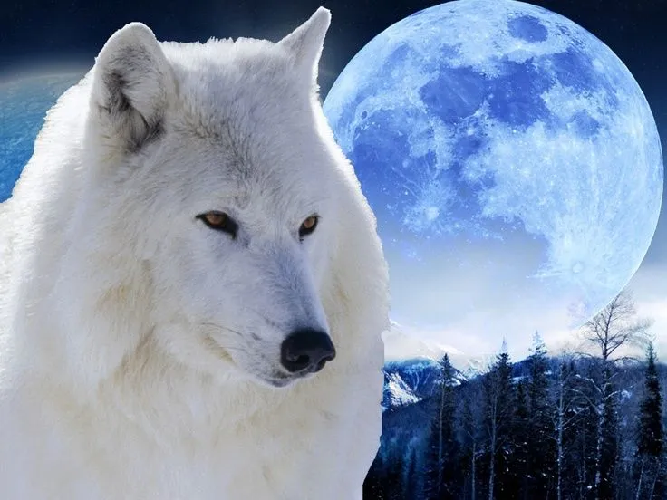 Precioso wallpaper con la luna al fondo y un lobo blanco en primer ...