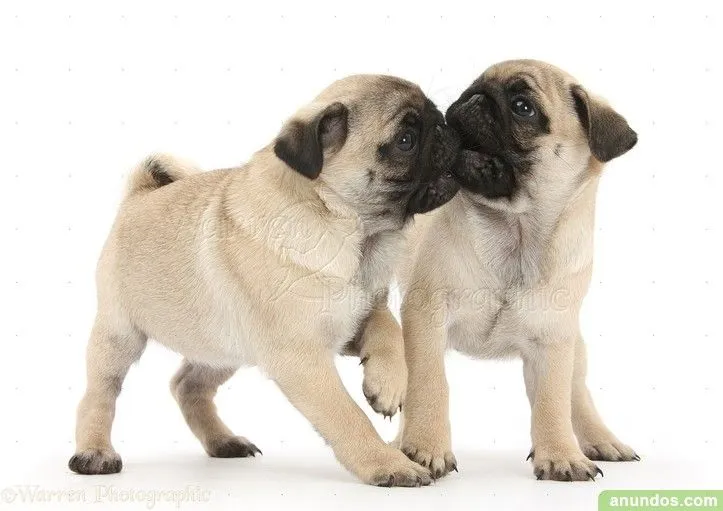 Preciosos cachorros de pug carlino en adopcion macho y hembra - Ibiza
