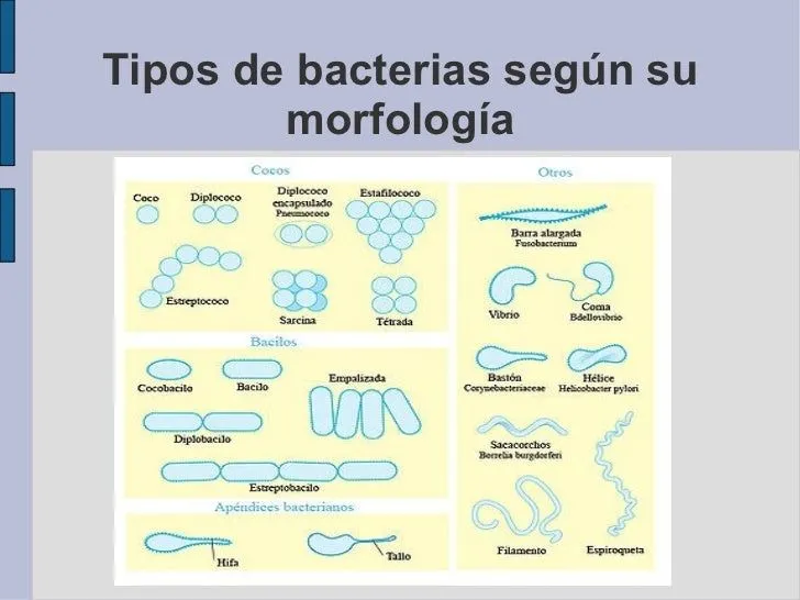 presentacin-de-las-bacterias-9 ...