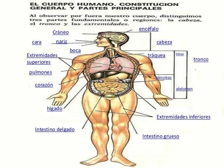 Presentacion cuerpo humano