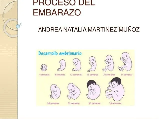 Presentacion proceso de embarazo