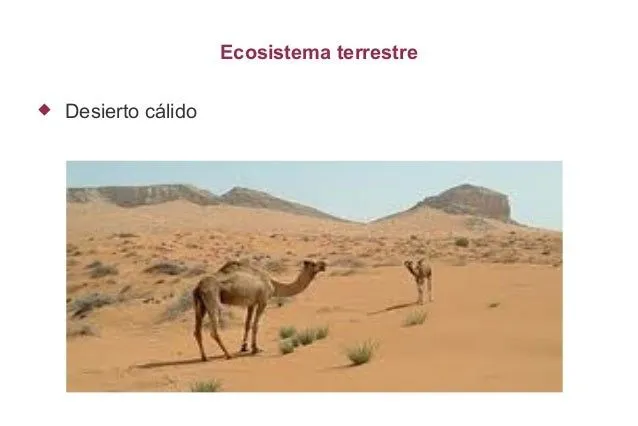 presentacion-t4-ecosistema-19- ...