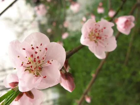 Primavera: el mejor momento para disfrutar de las flores en ... Primavera: el mejor momento para disfrutar de las flores en ...