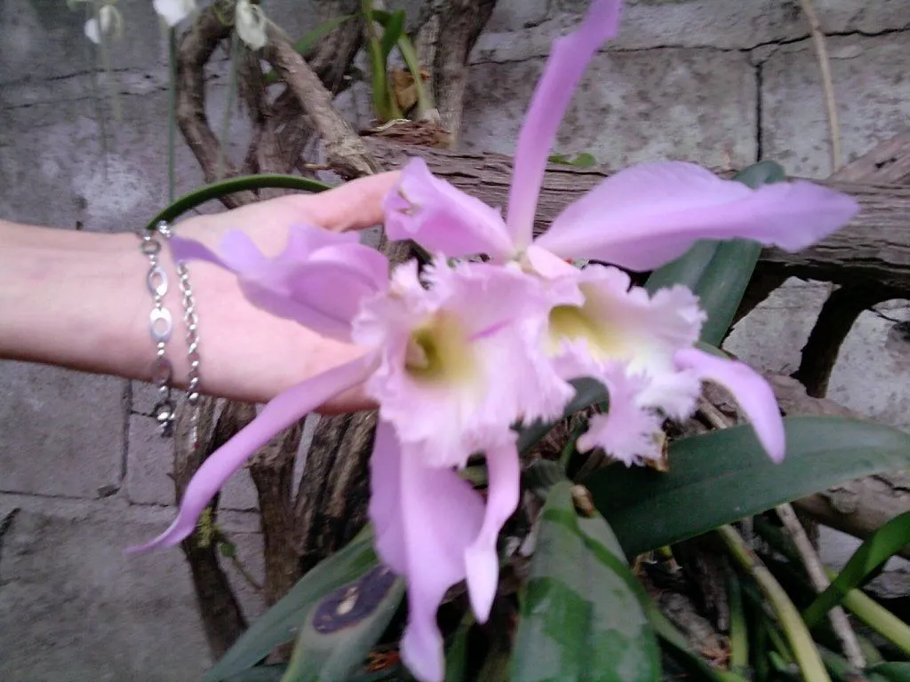 mis primeras flores de orquideas... a que no son hermosas!!!??? me ...