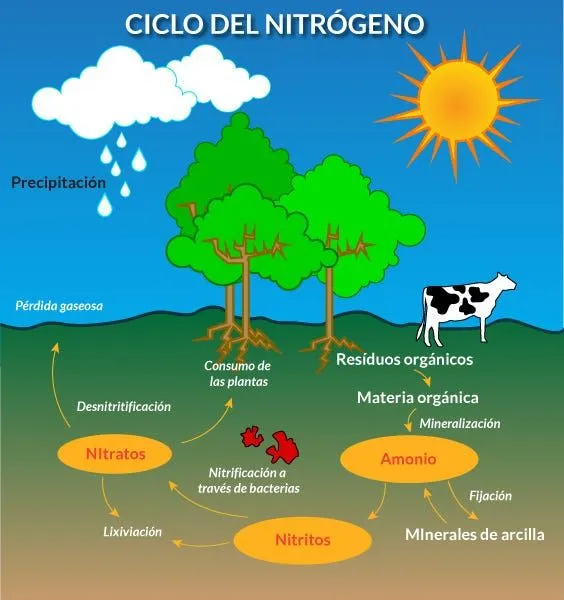 Los 5 principales ciclos biogeoquímicos. | by Evelyn Chan | Medium