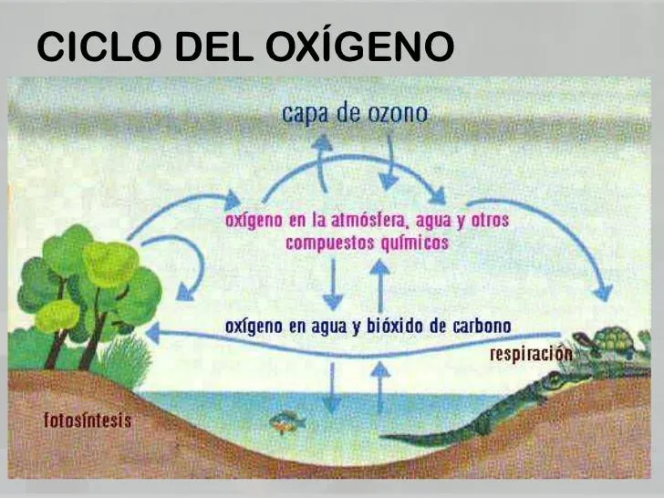 Los 5 principales ciclos biogeoquímicos. | by Evelyn Chan | Medium