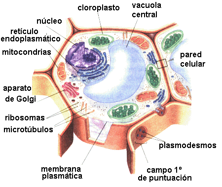 Principales componentes de la célula animal y vegetal | La guía de ...
