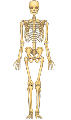 PRINCIPALES HUESOS DEL CUERPO HUMANO: ESQUELETO PRINCIPALES HUESOS DEL CUERPO HUMANO: ESQUELETO
