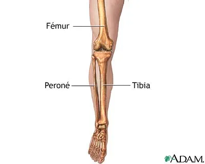PRINCIPALES HUESOS DEL CUERPO HUMANO: LAS PIERNAS PRINCIPALES HUESOS DEL CUERPO HUMANO: LAS PIERNAS