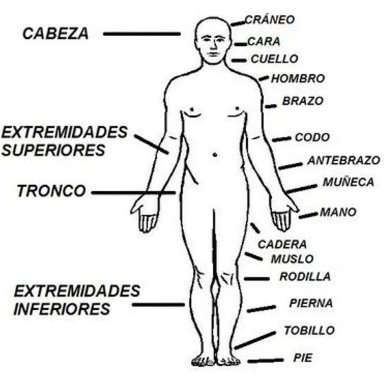 Principales órganos externos del cuerpo humano - Cuerpo humano