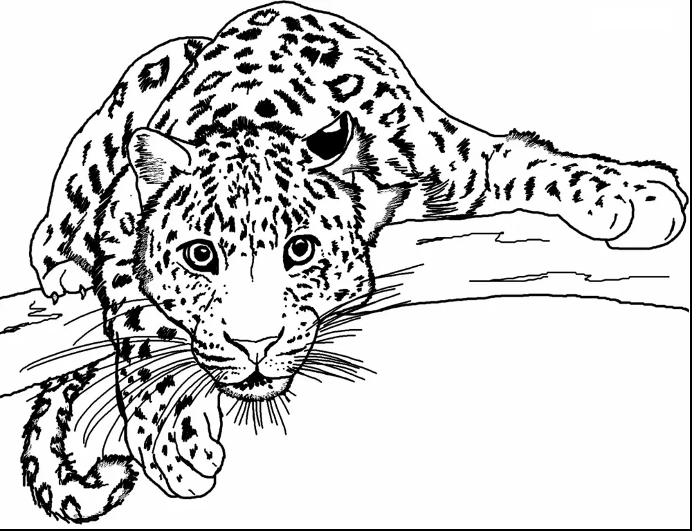 Printable Cheetah Coloring Pages | K5 Worksheets | Ausmalbilder, Ausmalen,  Ausdrucken