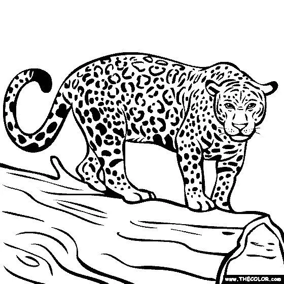 Printable Jaguar Coloring Pages For Kids | Places to Visit | Pinterest