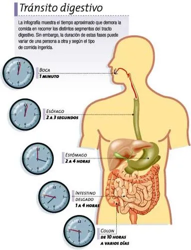 Proceso de la digestion para niños - Imagui Proceso de la digestion para niños - Imagui