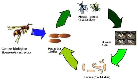 Producción de Spalangia SP (hymenóptera: pteromalidae), para el ... Producción de Spalangia SP (hymenóptera: pteromalidae), para el ...