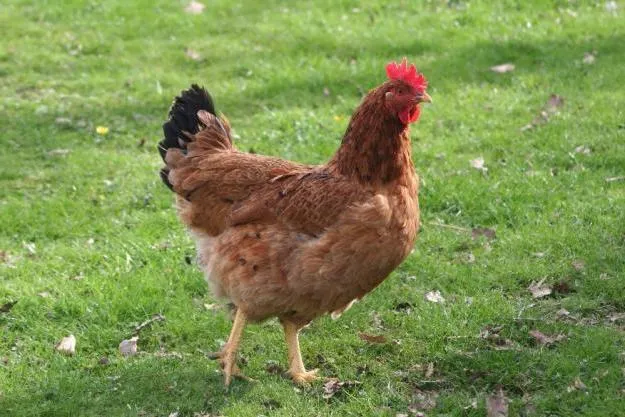 La gallina rubia de Rascafria.: Diferencias principales con la ...