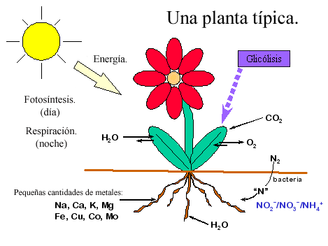 Dibujo para colorear sobre las partes de una planta - Imagui