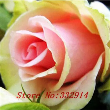 Promoción de 100 Rosas Blancas - Compra 100 Rosas Blancas ...
