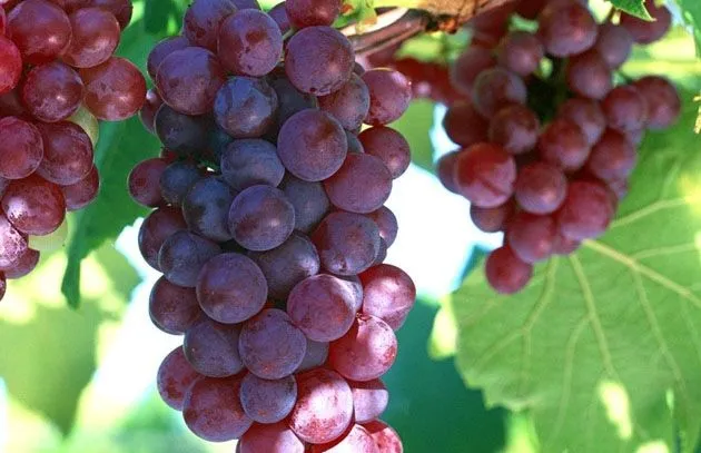 Propiedades del aceite de uva - Buena Salud