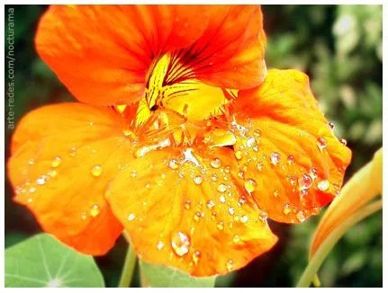 Propiedades del color naranja… | Segundo Nacimiento Propiedades del color naranja… | Segundo Nacimiento
