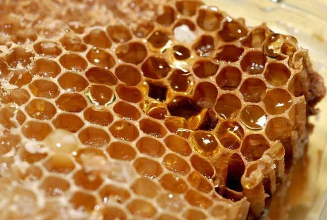 Propóleo, un antibiótico fabricado por las abejas