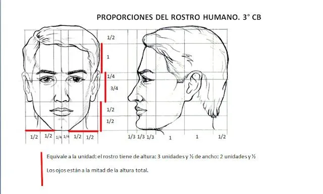 PROPORCIONES DEL ROSTRO HUMANO- FRENTE Y PERFIL | EDUCACIÓN VISUAL ...