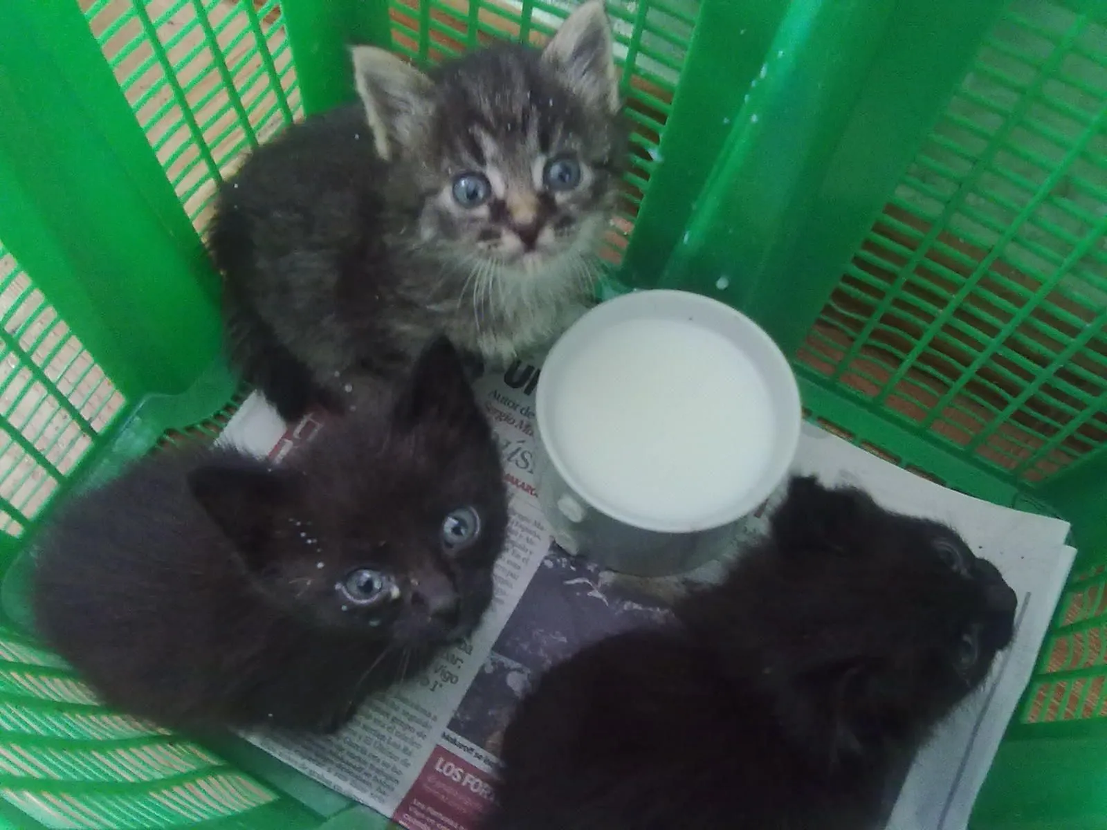 Protectora de Marín: 4 preciosos gatitos peluditos de 1 mes en ...