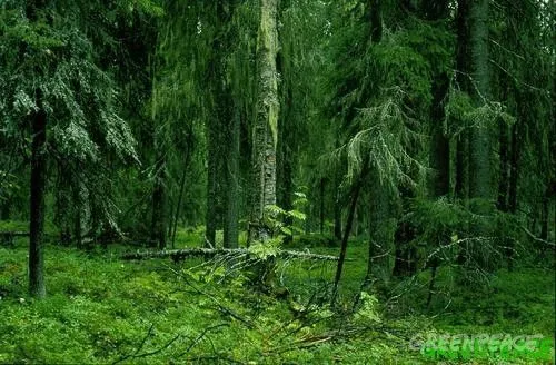 Un acuerdo protege 35.000 hectáreas de bosque primario en Laponia ...