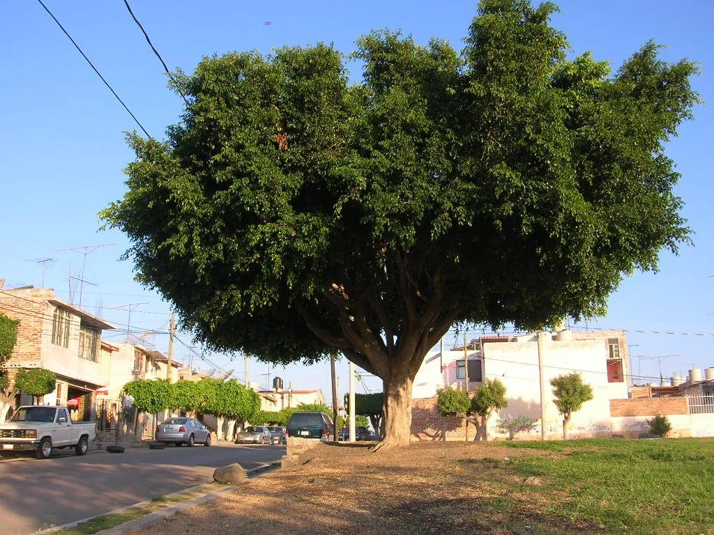 PROTEGE UN ÁRBOL « PROTEGE UN ÁRBOL «