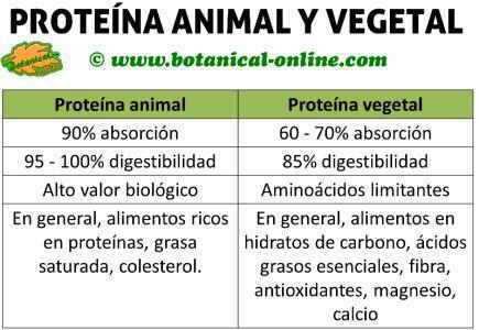 proteina-animal-vegetal- ...