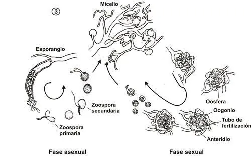 Los protistas heterótrofos y los hongos. Myxomycetes
