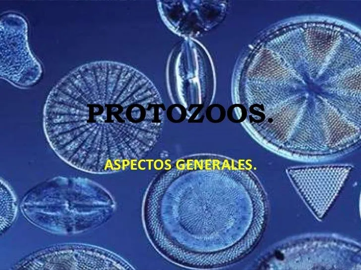 Protozoos.