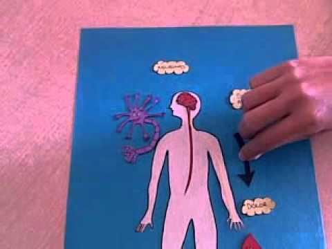 proyecto Sistema Nervioso eferente.wmv - YouTube