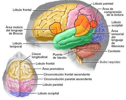 Psicobiología del género Homo: Cerebro y adaptabilidad