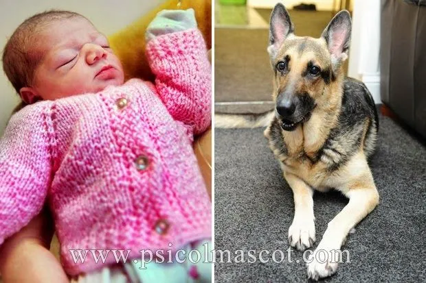 PSICOLMASCOT: Jade Una Pastor Alemán Salva A una Bebé Abandonada PSICOLMASCOT: Jade Una Pastor Alemán Salva A una Bebé Abandonada