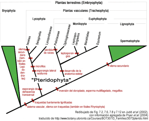 Pteridophyta - Wikipedia, la enciclopedia libre